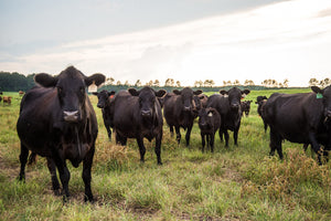 The Rising Price of Florida Cattle